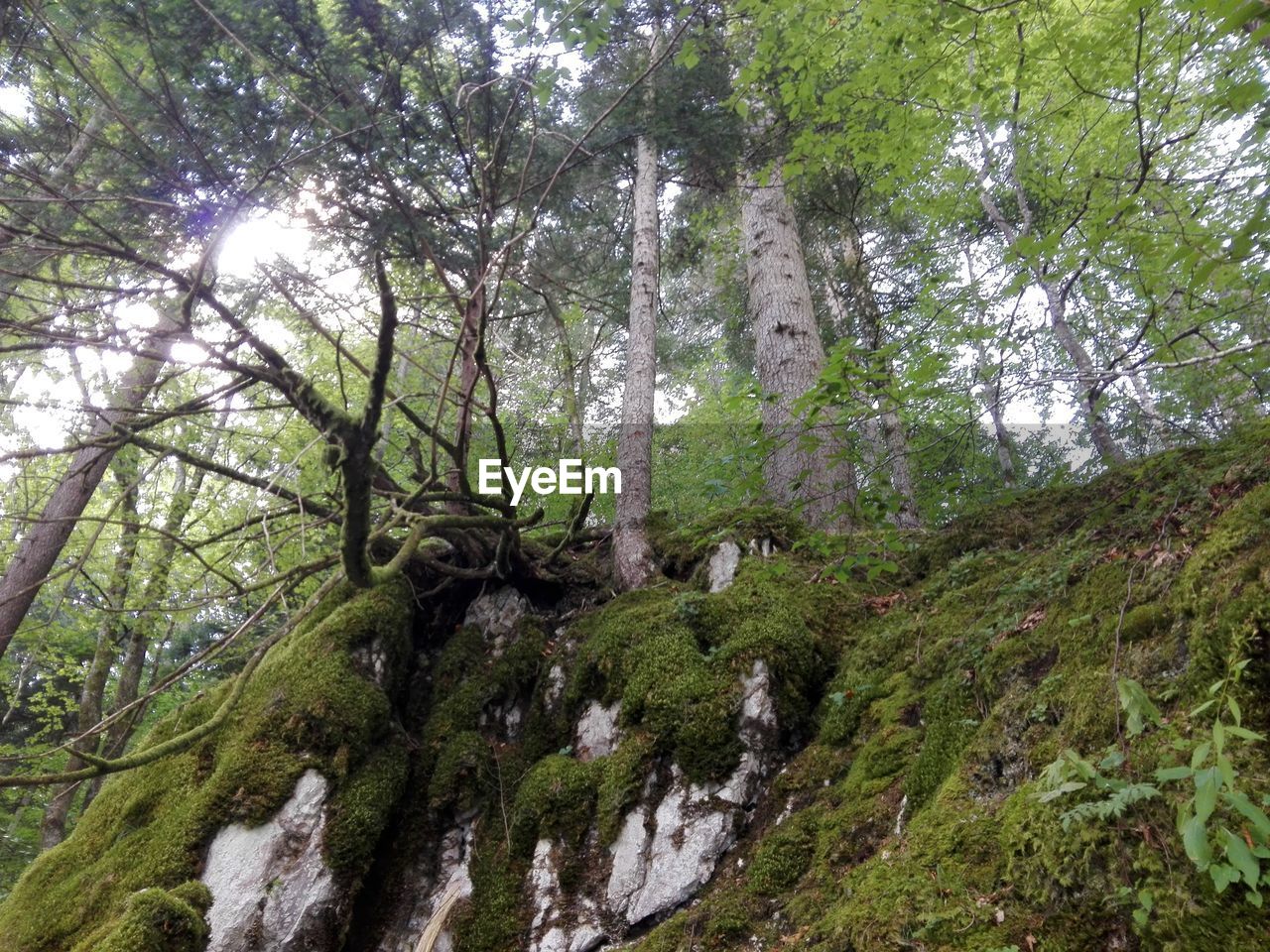 LOW ANGLE VIEW OF TALL TREES IN FOREST