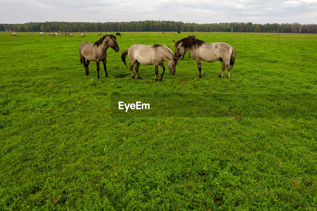 Various brown, white mustangs graze grass on farmland. group of animals on pasture. rural scene