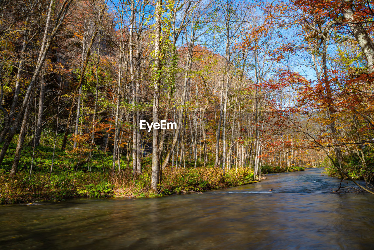 STREAM AMIDST TREES IN FOREST