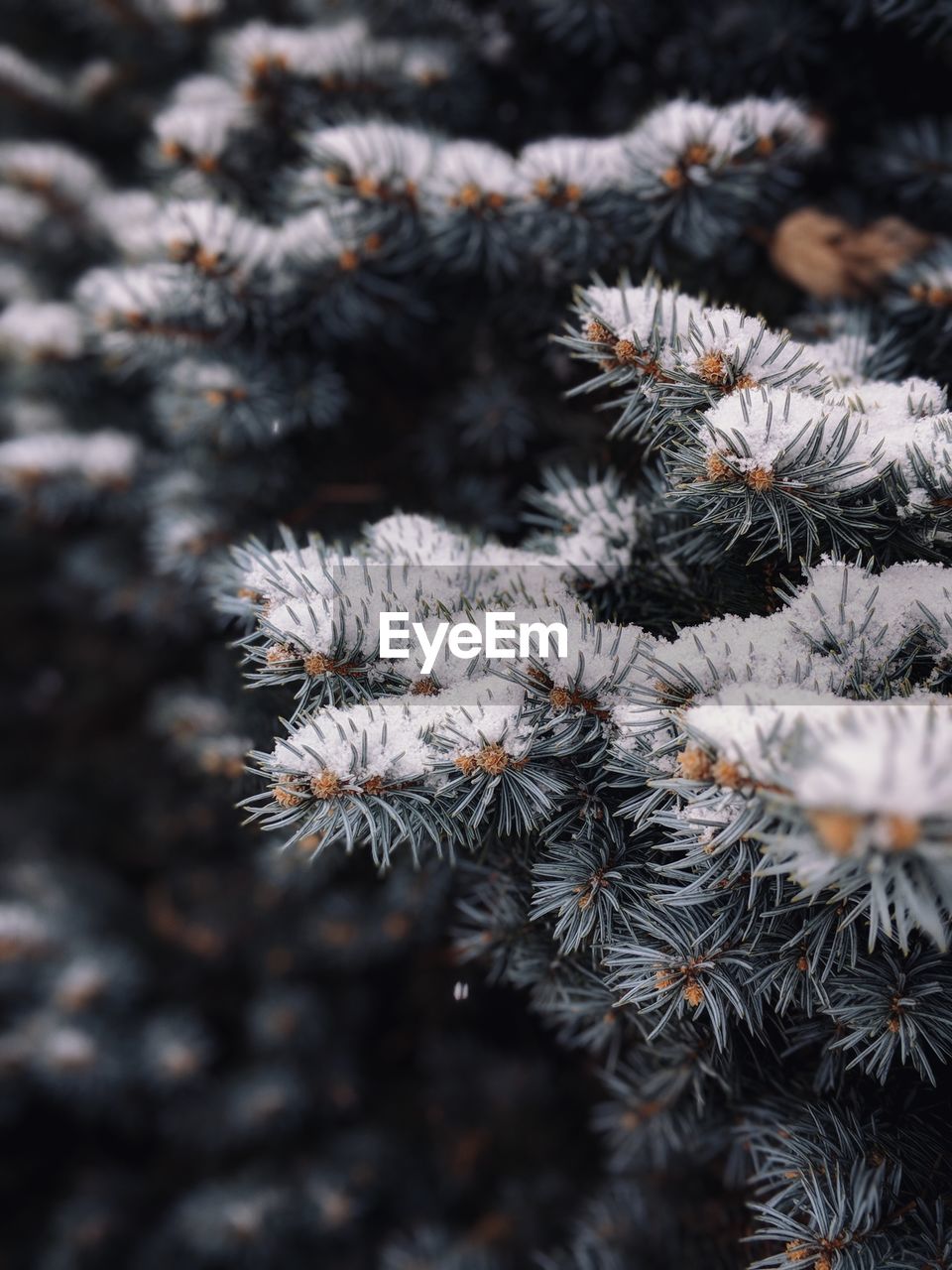 CLOSE-UP OF FROZEN TREE