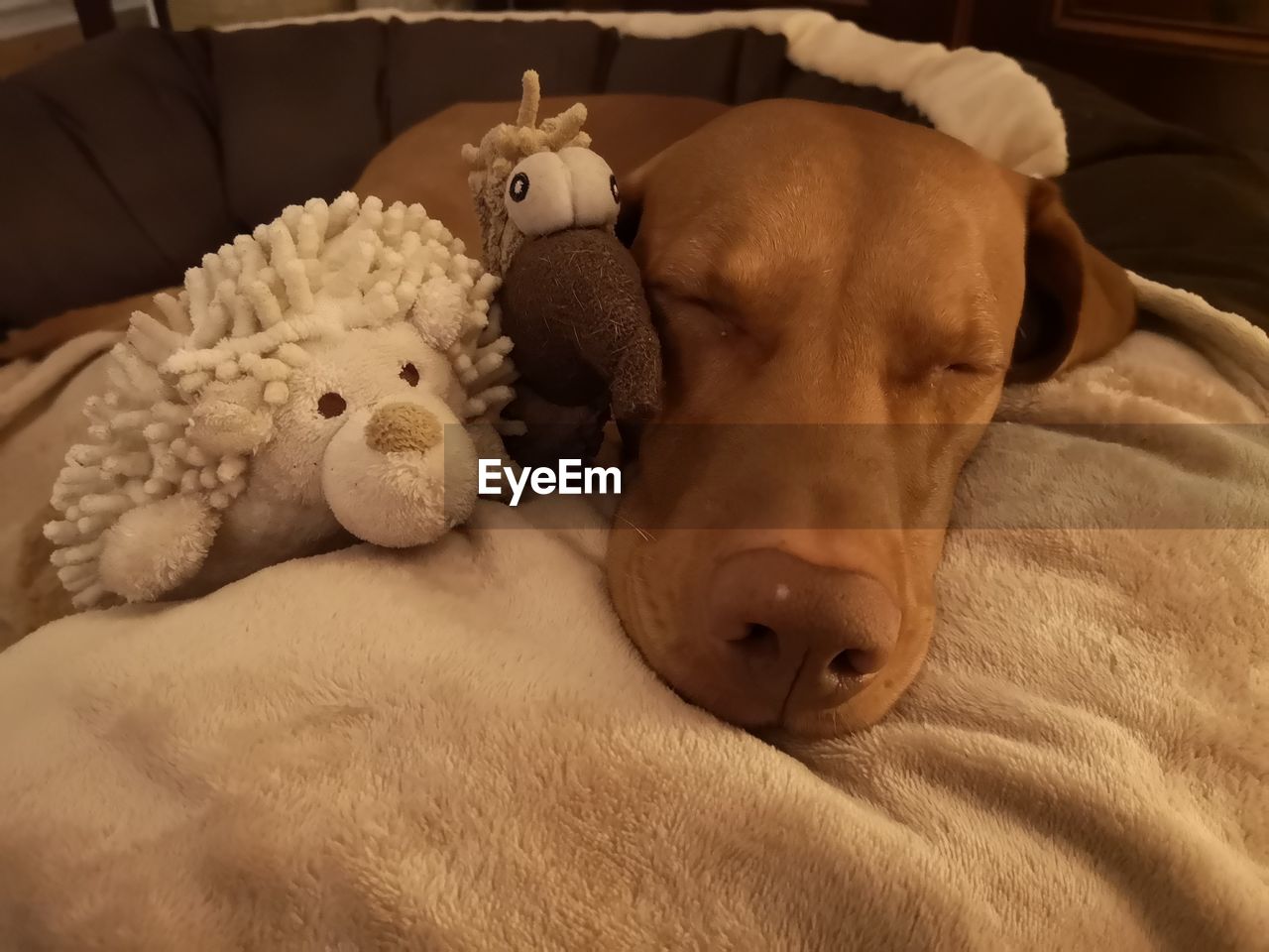 VIEW OF DOG RELAXING ON BED