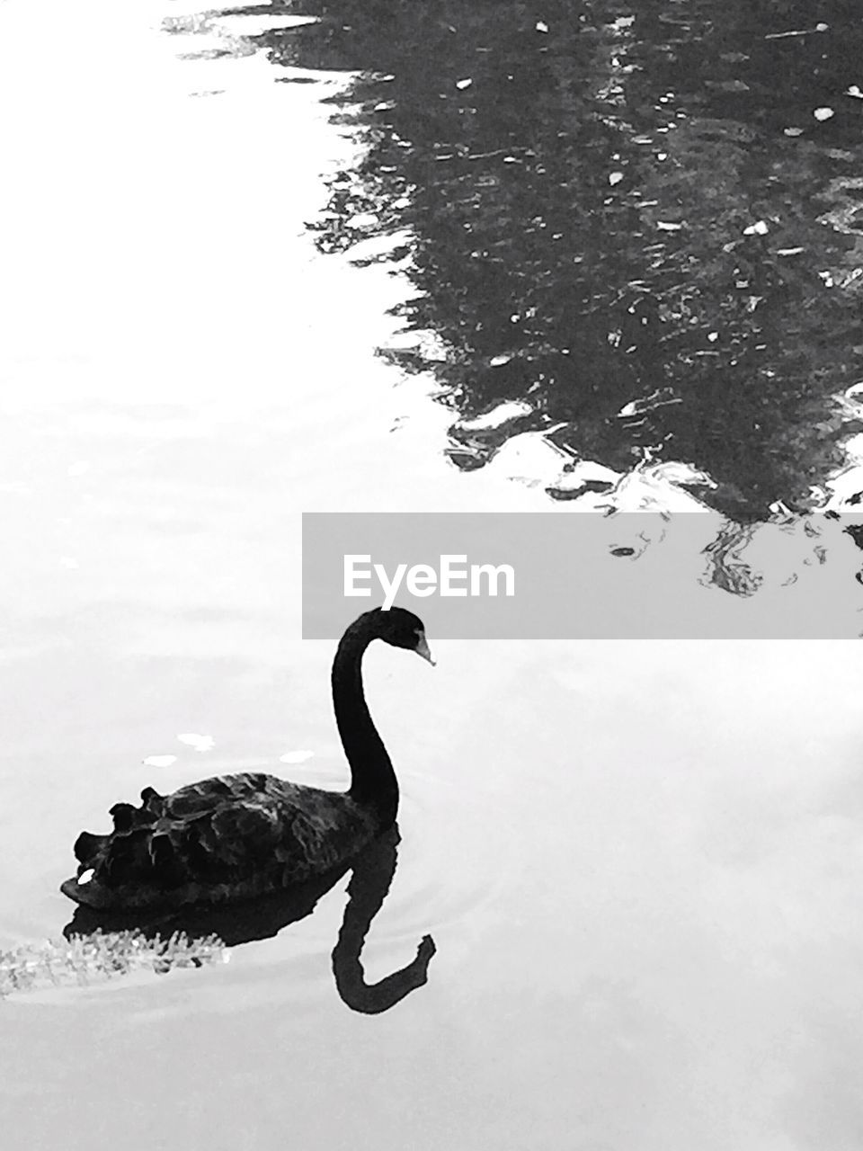 High angle view of black swan swimming in lake