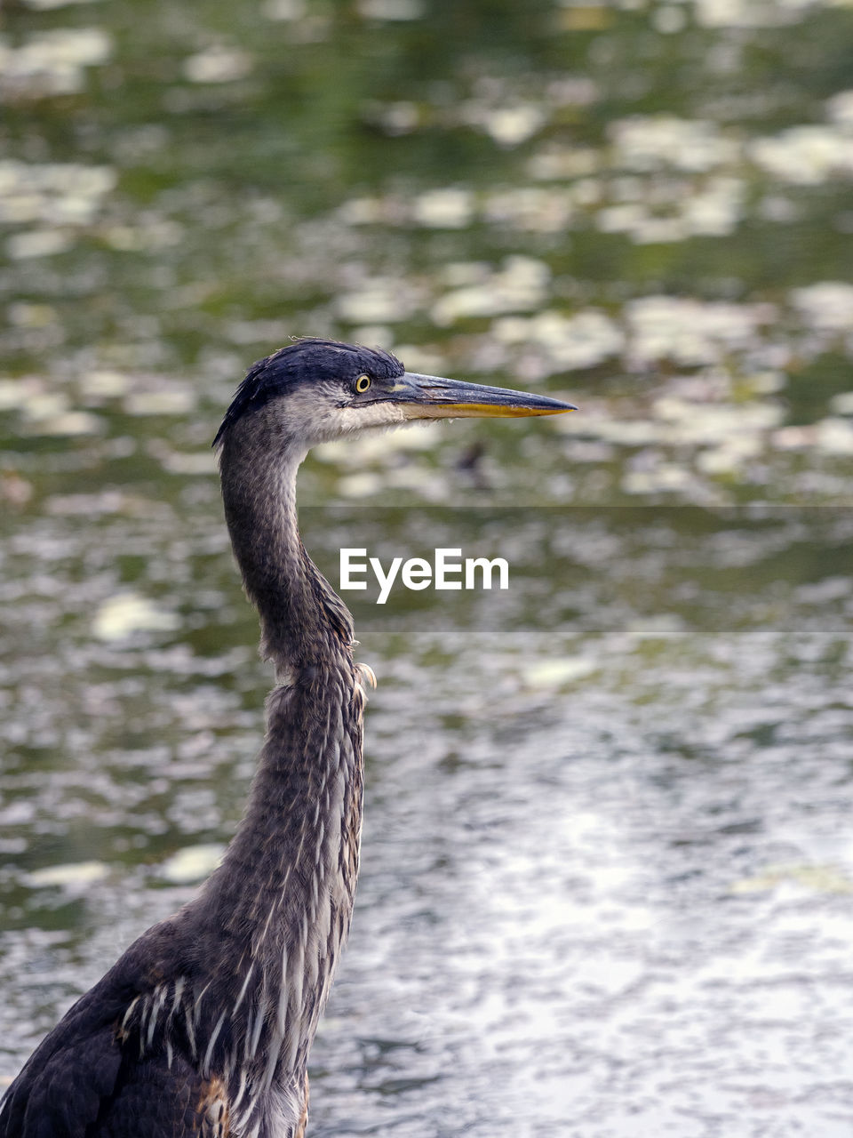 Close-up of a bird