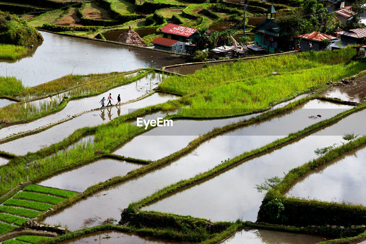 HIGH ANGLE VIEW OF RICE PADDY AMIDST LAKE