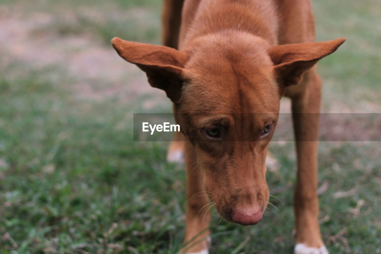 Portrait of dog on field