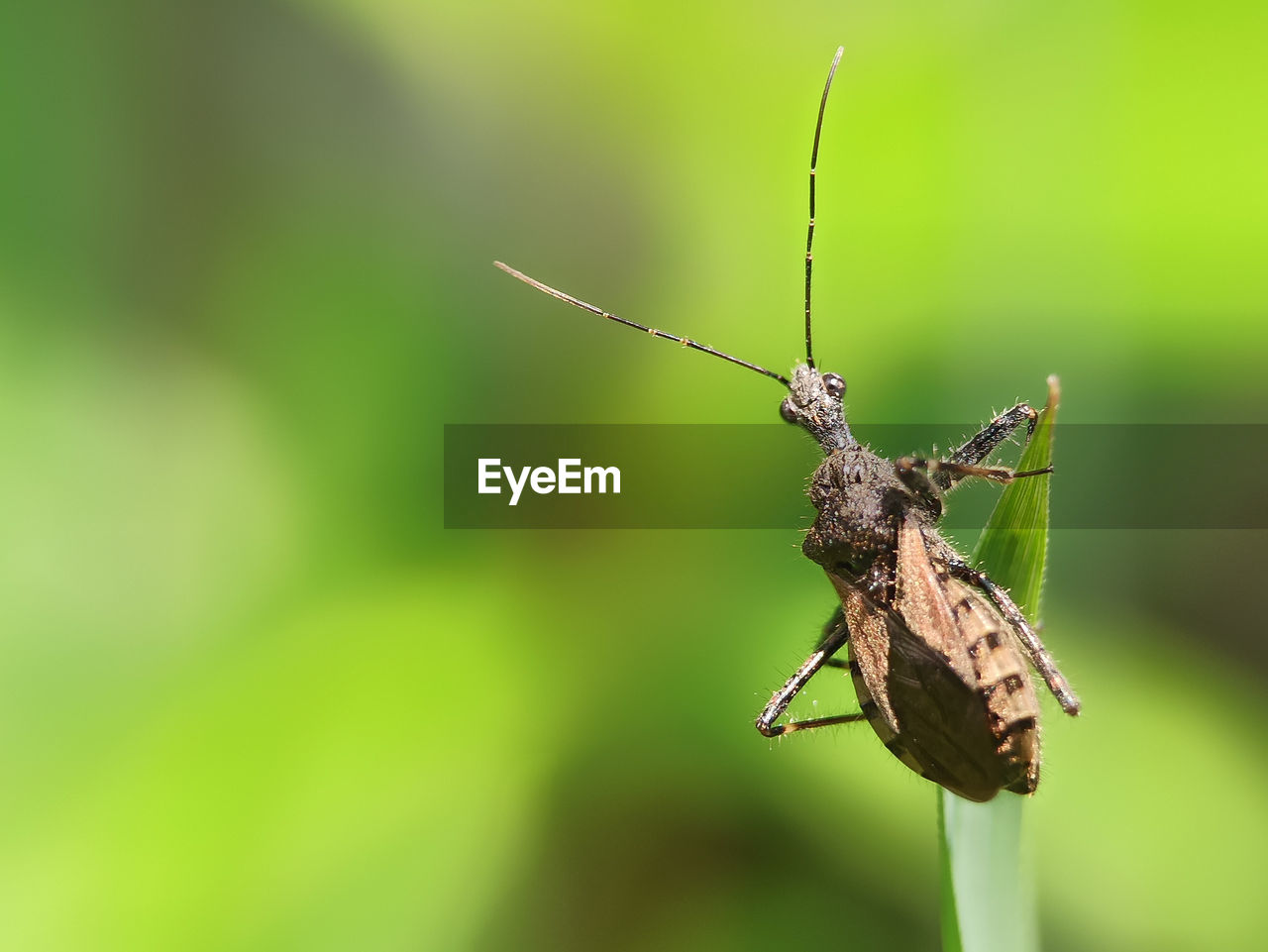 CLOSE-UP OF INSECT ON PLANT