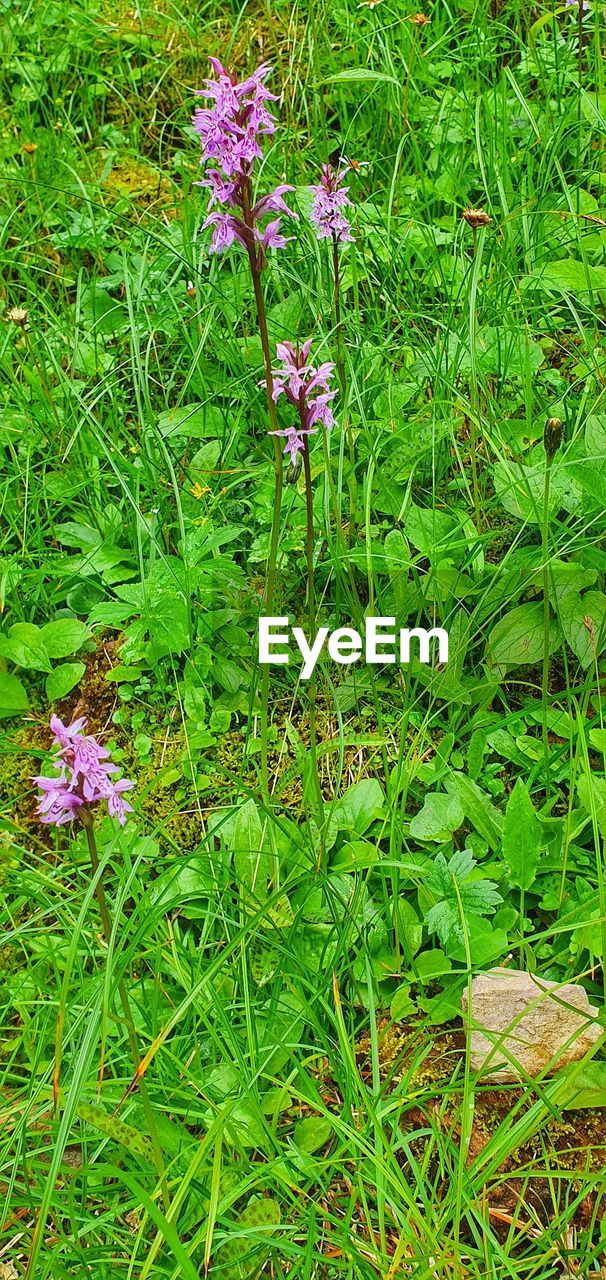 plant, flowering plant, flower, growth, beauty in nature, green, nature, fragility, freshness, land, day, field, grass, wildflower, high angle view, meadow, no people, herb, close-up, outdoors, flower head, petal, plant part, leaf, prairie, inflorescence, tranquility, pink, purple