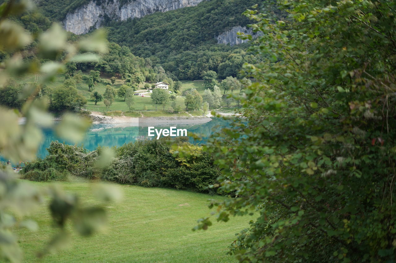 Scenic view of trees on field