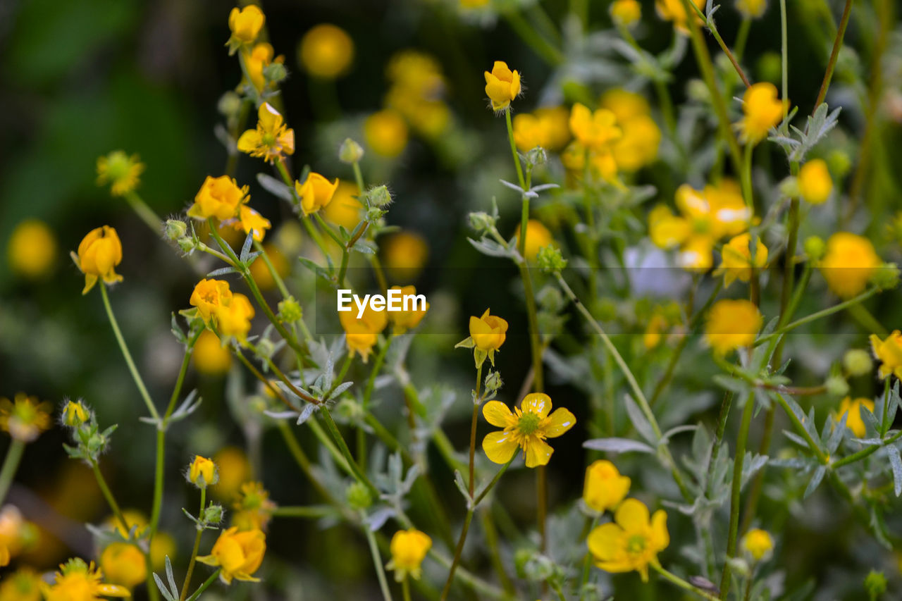 Close-up of yellow flowering plants on field