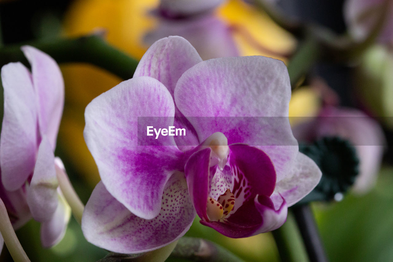 Close-up of pink orchids