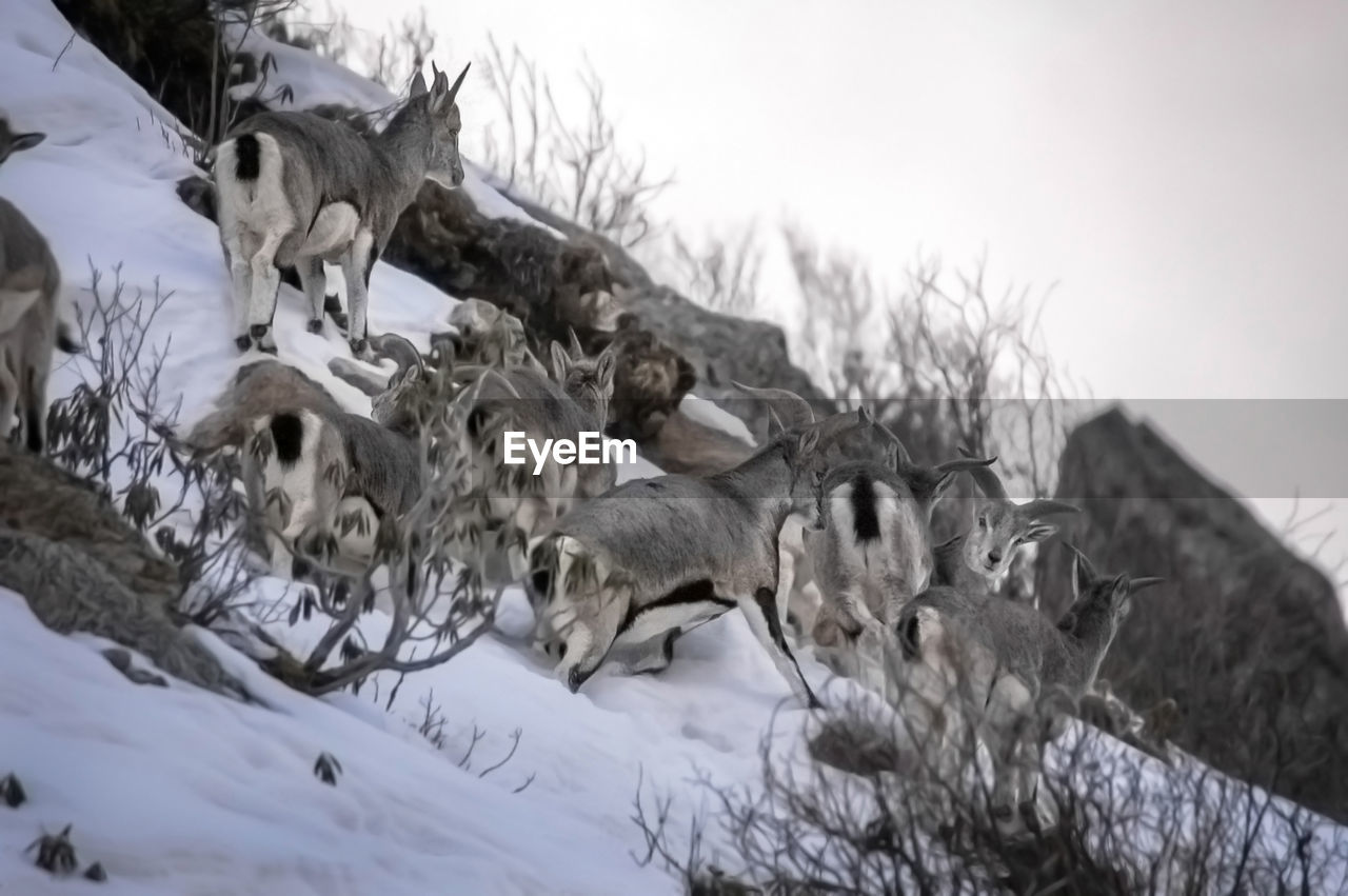 DEER ON SNOW COVERED LAND