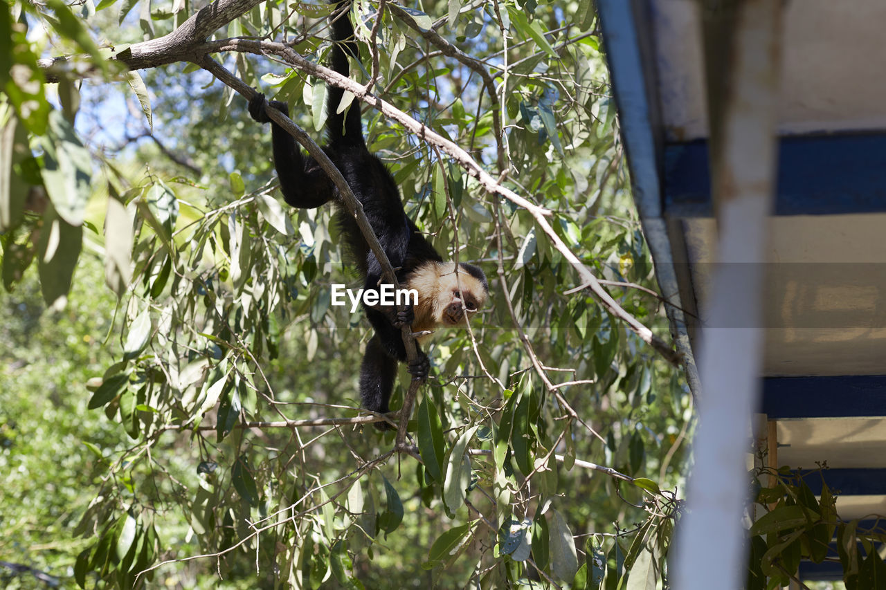 animal, animal themes, plant, tree, one animal, mammal, animal wildlife, wildlife, nature, branch, no people, day, low angle view, primate, outdoors, growth, monkey, zoo, flower