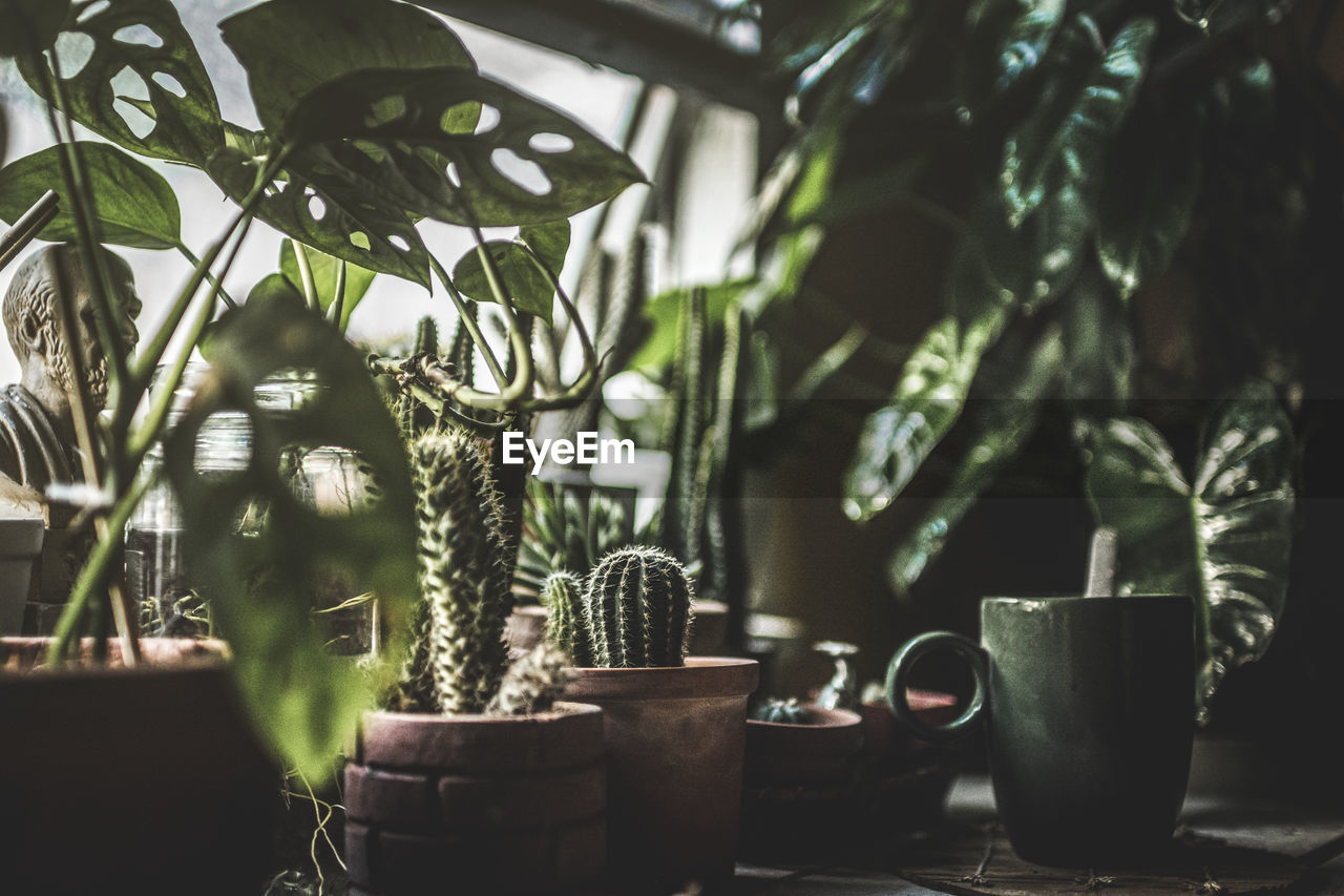 Potted plant on table