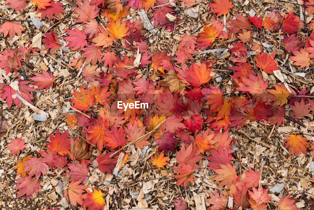 Close-up of maple leaves during autumn