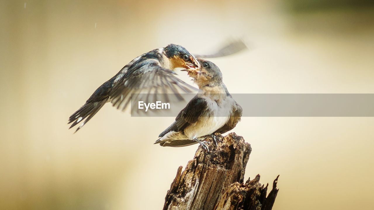 Birds feeding on wood