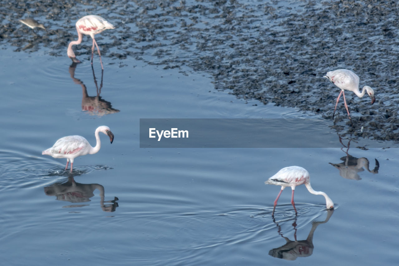 CLOSE-UP OF SWANS IN LAKE