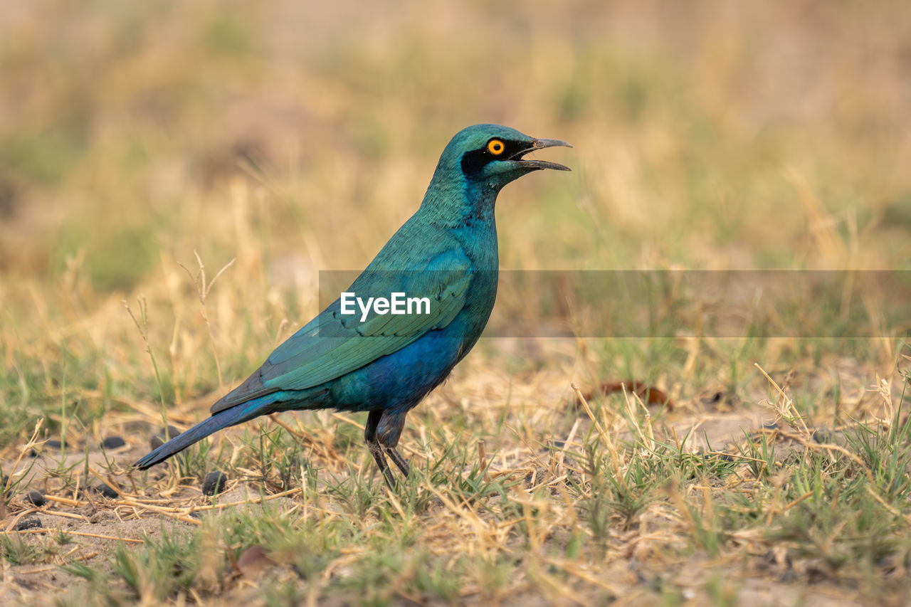 close-up of bird perching on land