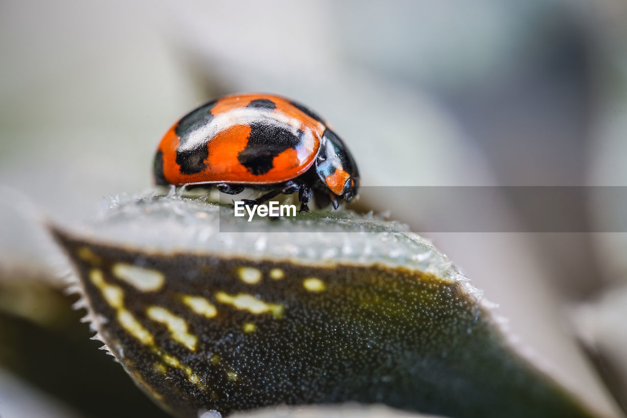 animal themes, animal, animal wildlife, ladybug, one animal, insect, close-up, beetle, wildlife, macro photography, nature, selective focus, spotted, no people, macro, beauty in nature, outdoors, day, focus on foreground, plant, environment, orange color, lap dog