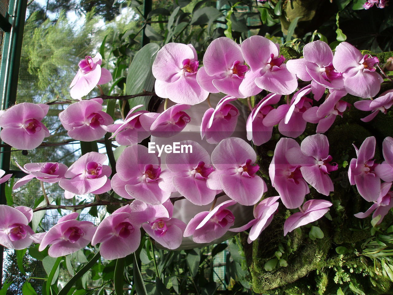 Close-up of pink flowers blooming outdoors