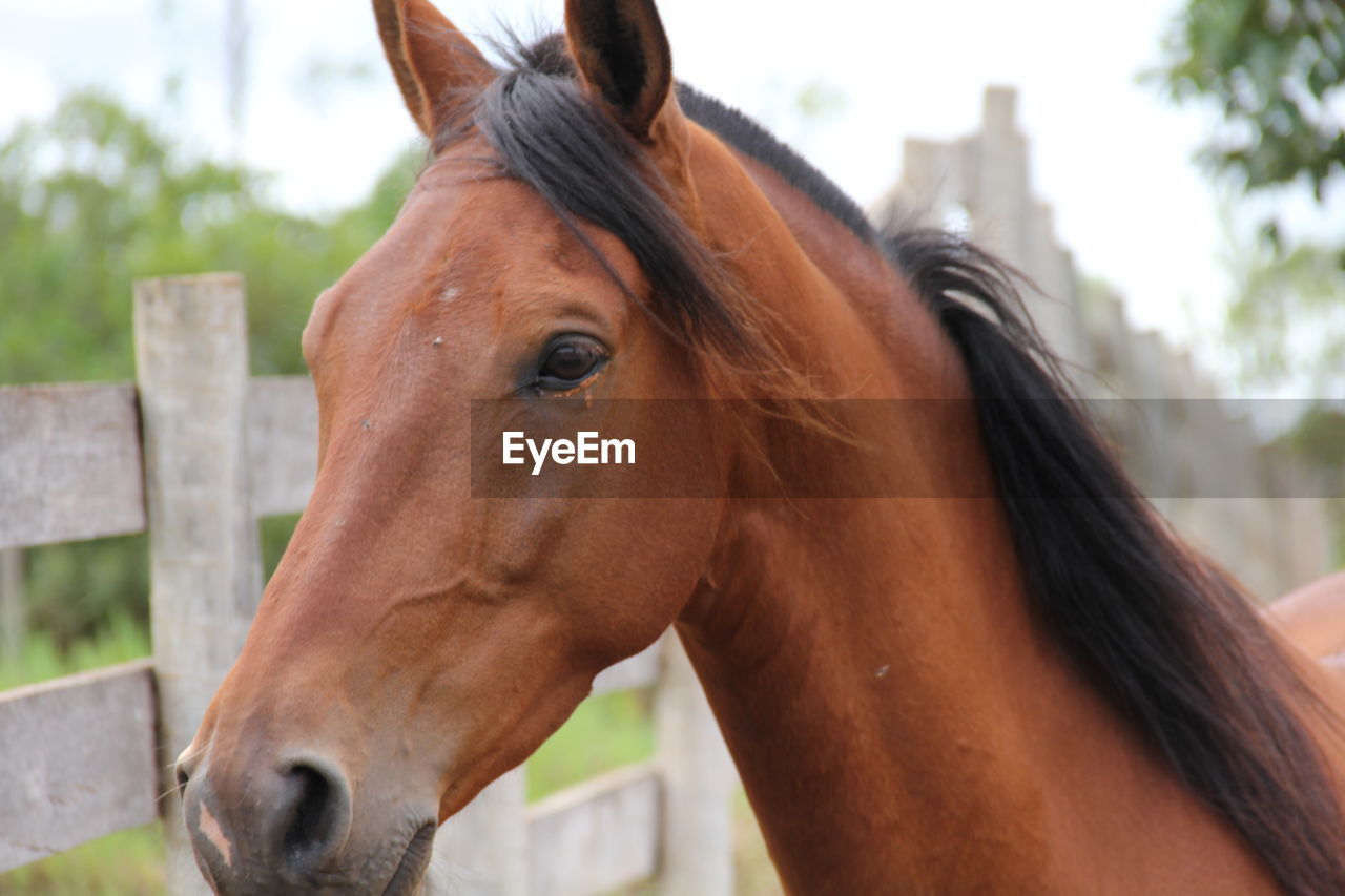 Close-up of horse in ranch