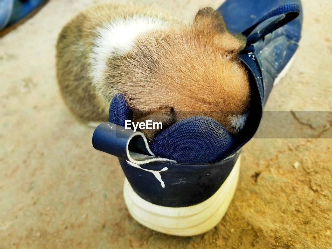 Cute pitbull sleeping inside shoe