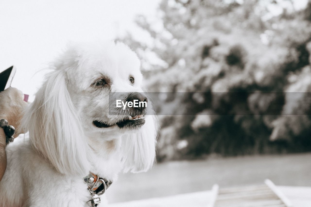 CLOSE-UP OF DOG LOOKING AWAY OUTDOORS