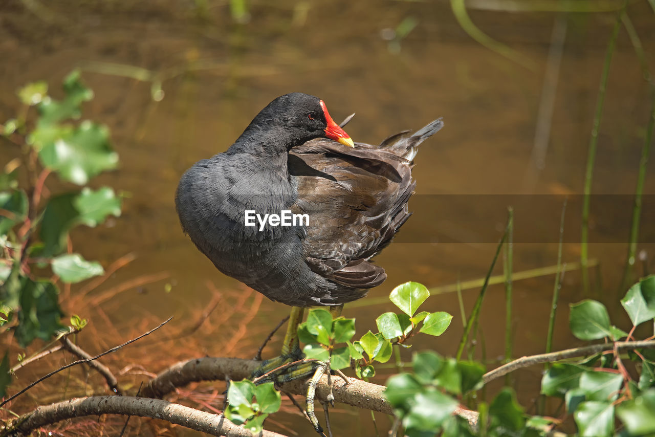 Close-up of bird perching on branch