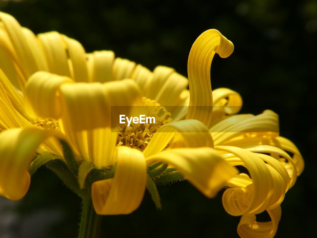 yellow, flower, flowering plant, plant, freshness, beauty in nature, macro photography, close-up, fragility, flower head, petal, nature, inflorescence, growth, plant stem, no people, focus on foreground, springtime, outdoors, pollen, blossom, selective focus