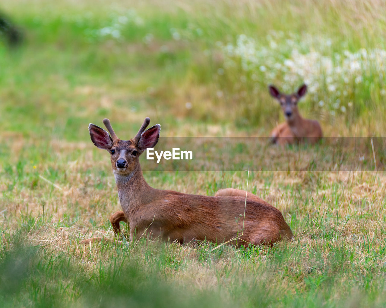 Lounging deer