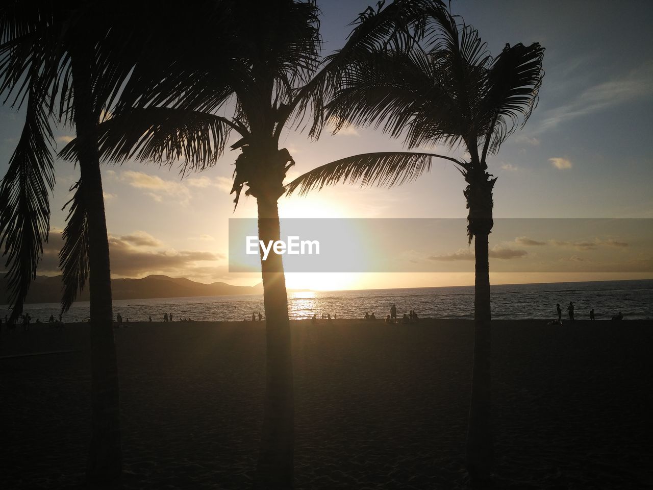 SILHOUETTE PALM TREE ON BEACH AGAINST SKY AT SUNSET