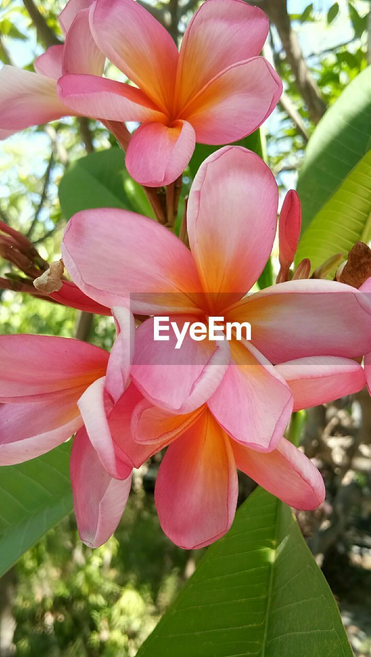 plant, flower, flowering plant, beauty in nature, freshness, pink, petal, close-up, growth, fragility, nature, flower head, inflorescence, leaf, plant part, blossom, tree, no people, focus on foreground, frangipani, outdoors, day, botany, springtime, orchid