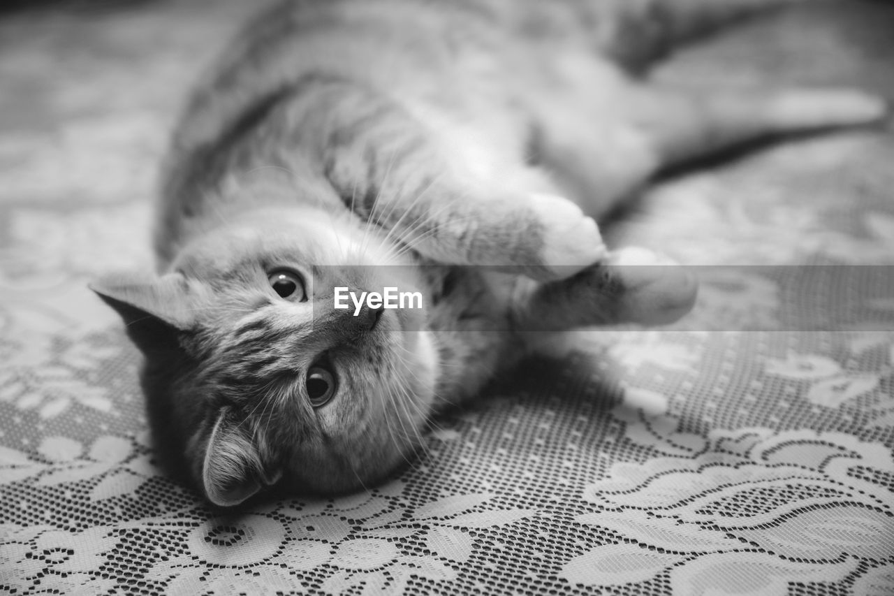 Cat lying playfully on a table with a table cloth.