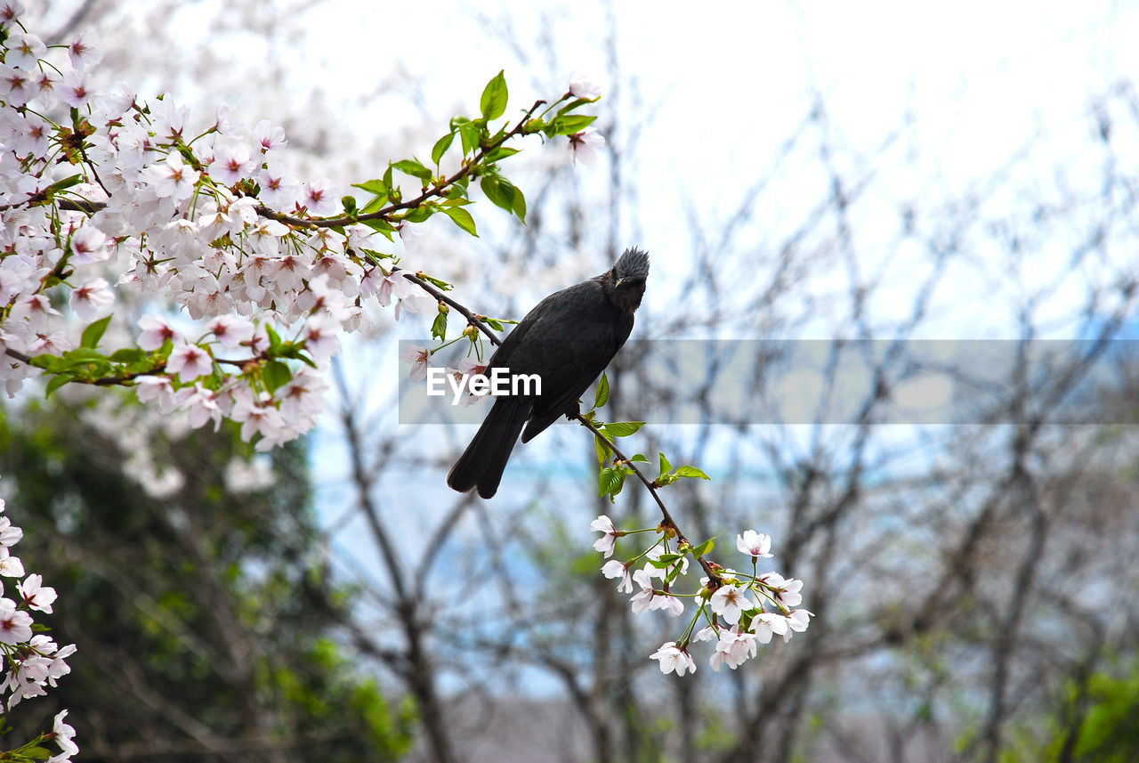 CLOSE-UP OF BIRD PERCHING ON BRANCH