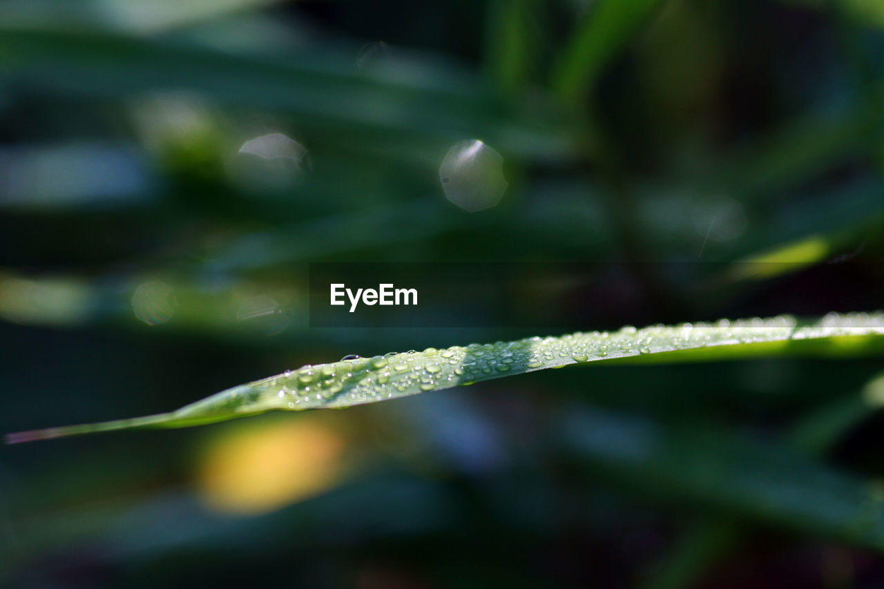 Close up of dew drops on grass blade