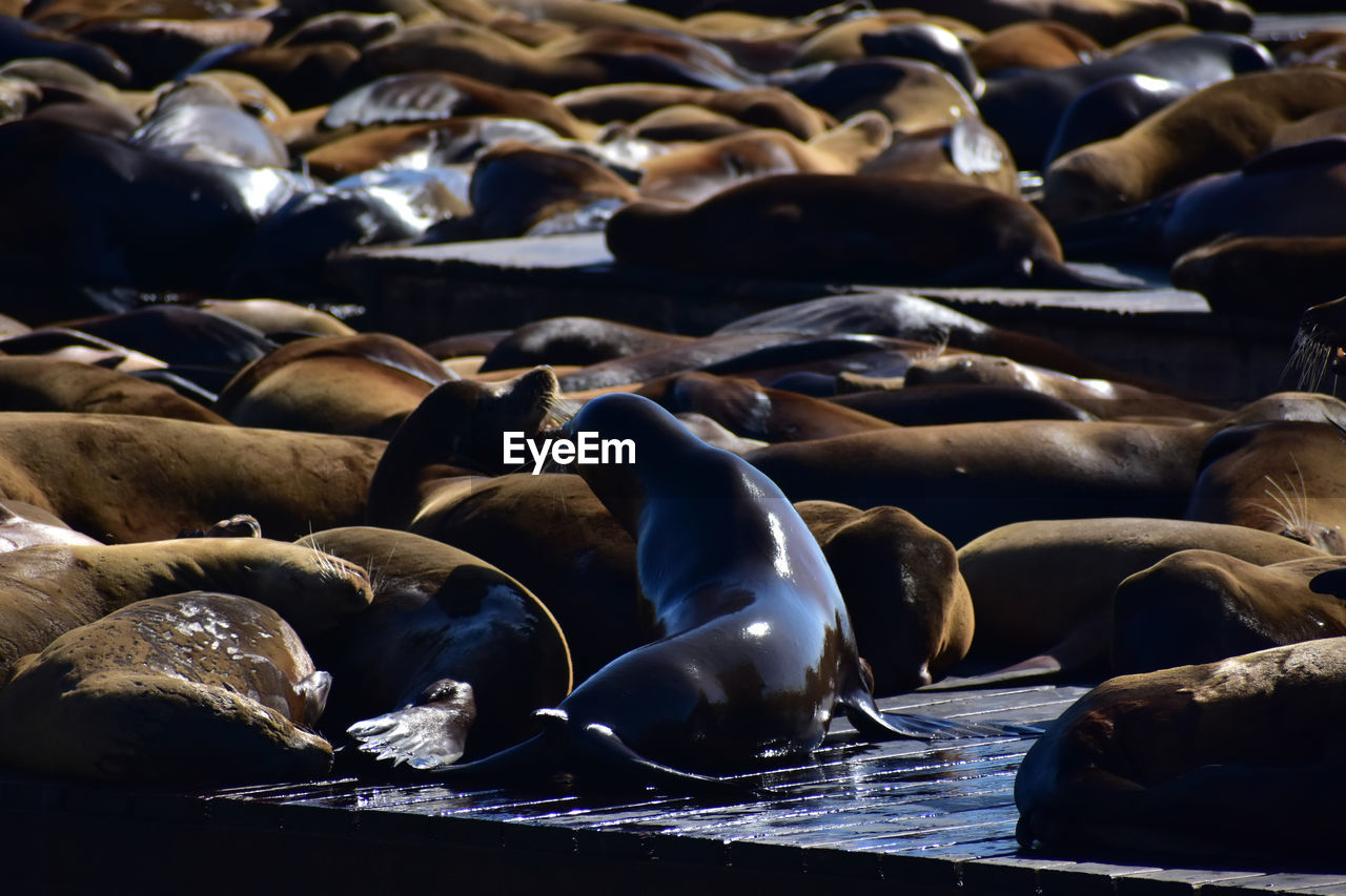 animal themes, animal, sea lion, wildlife, animal wildlife, mammal, group of animals, sea, marine mammal, water, underwater, seal, large group of animals, nature, no people, aquatic mammal, relaxation, marine, sea life, resting, outdoors, beach, harbor seal, land, colony, abundance, day, animal body part