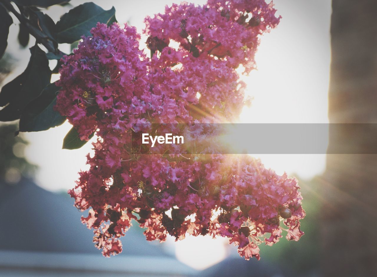 Close-up of crepe myrtles flowers against sun