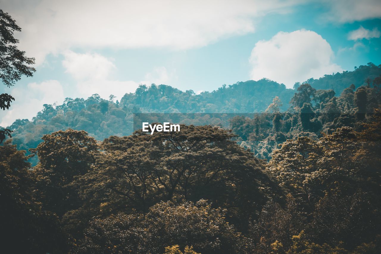 LOW ANGLE VIEW OF TREES ON MOUNTAIN AGAINST SKY