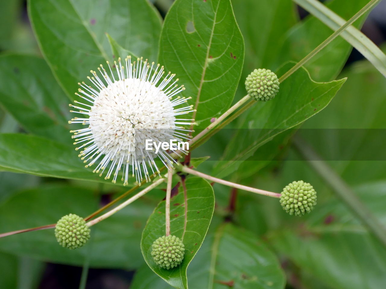 Close-up of flowers