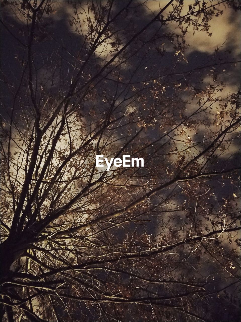 LOW ANGLE VIEW OF BARE TREES AGAINST THE SKY