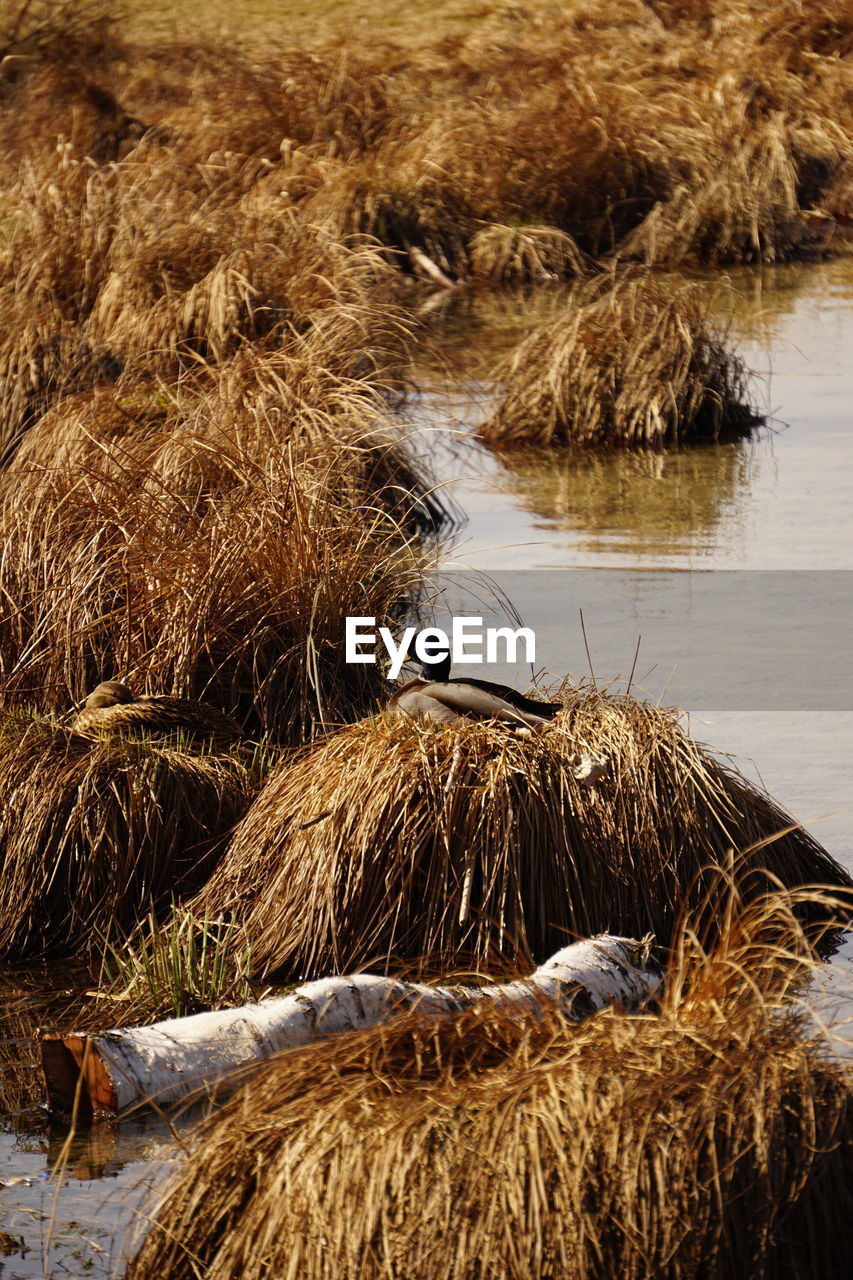 HIGH ANGLE VIEW OF BIRD ON DRY GRASS