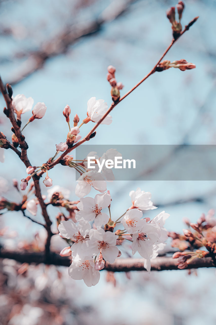 Close-up of cherry blossoms in spring