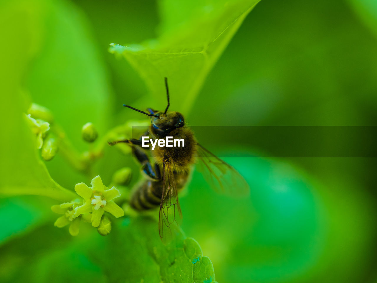 CLOSE-UP OF BEE ON FLOWER