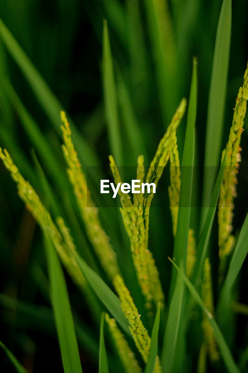 CLOSE-UP OF BAMBOO PLANT