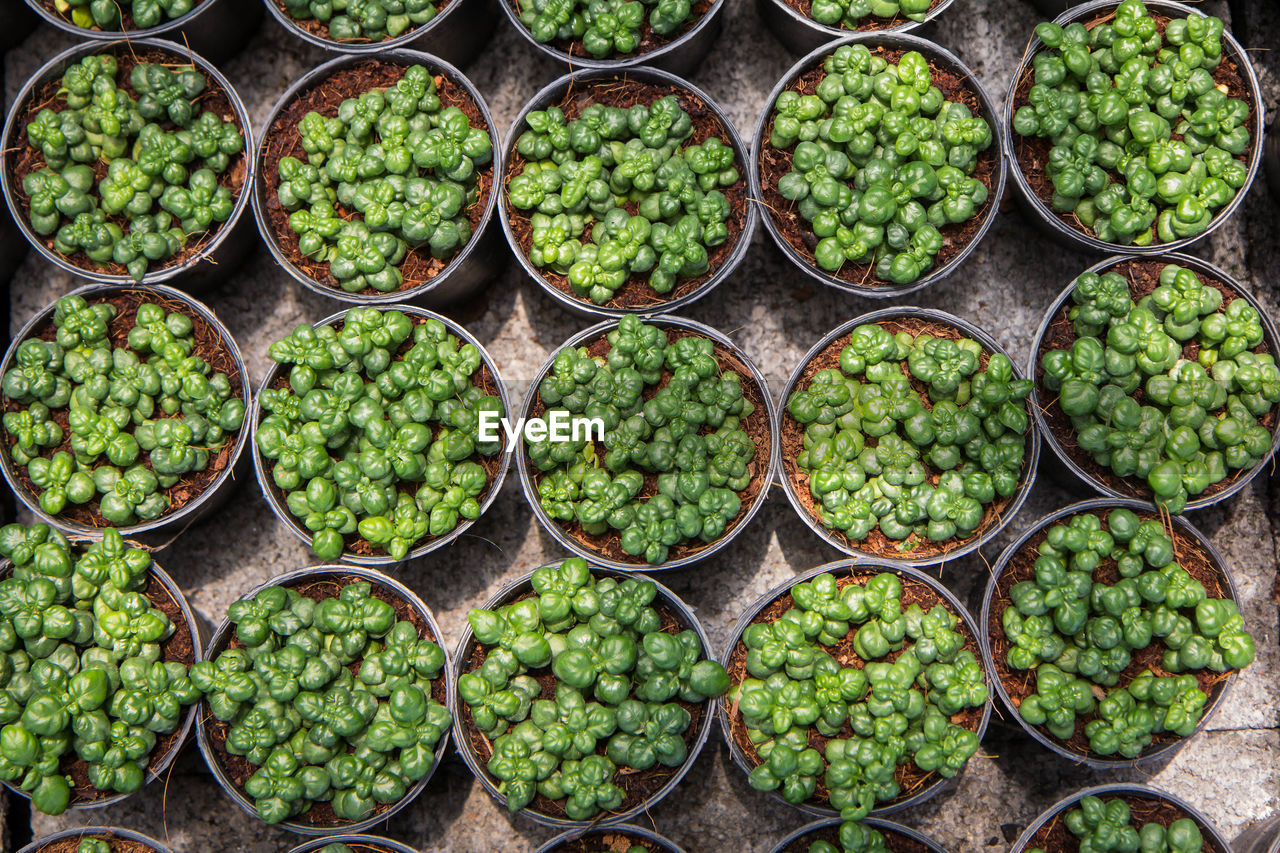 Full frame shot of beginning
plant for sale in market