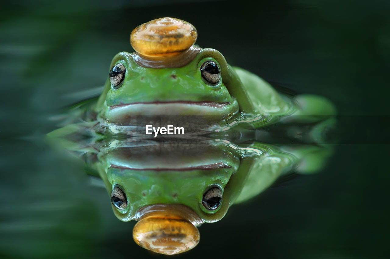 Close-up of frog swimming in lake