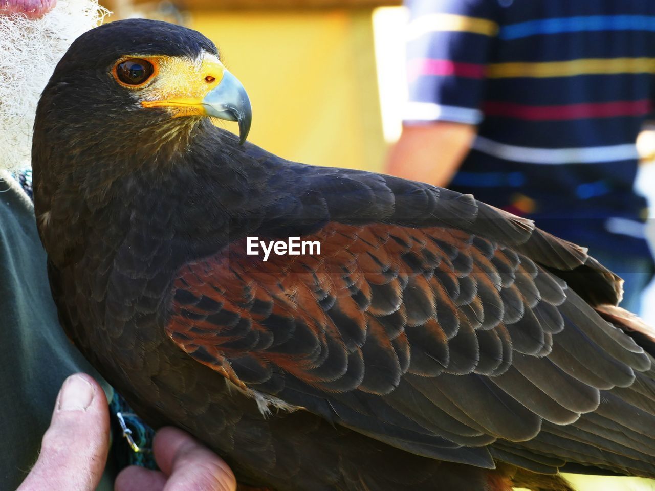 CLOSE-UP OF HUMAN HAND HOLDING BIRD