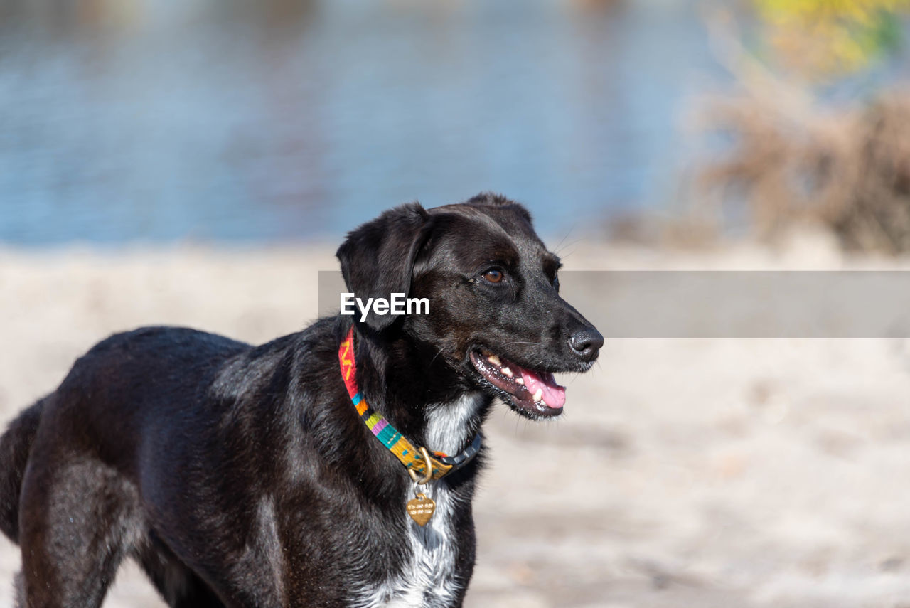 Black dog looking away