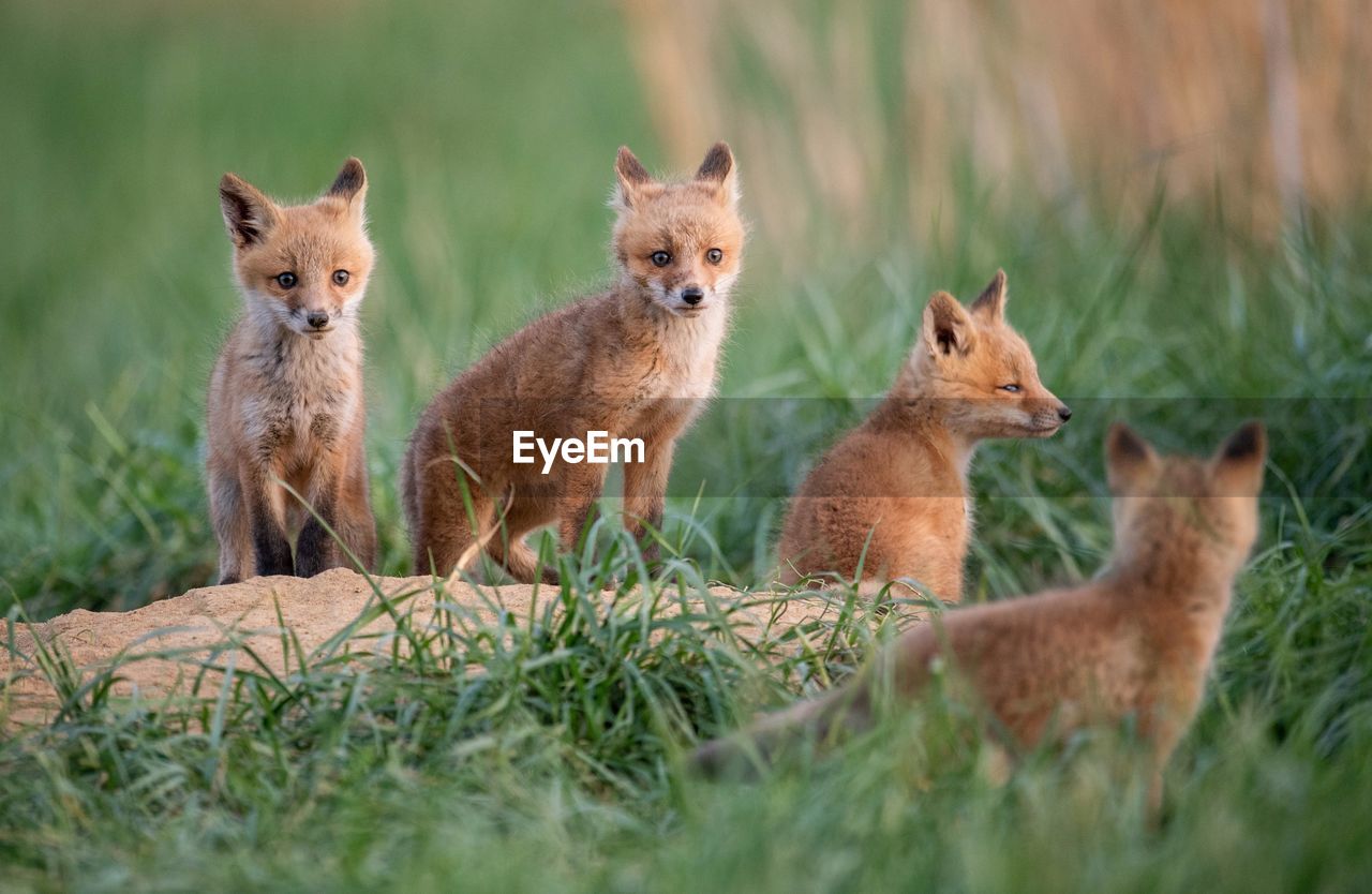 Fox pups on grassy field