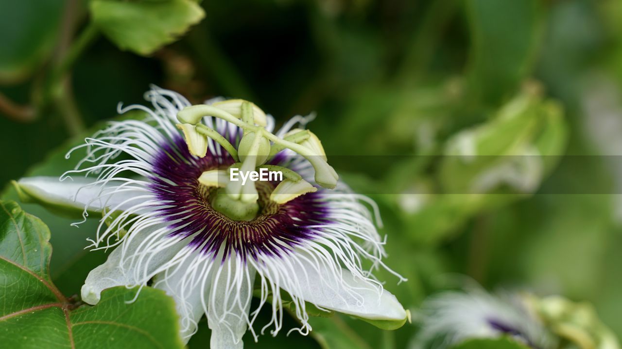 plant, flower, flowering plant, freshness, beauty in nature, close-up, growth, fragility, flower head, inflorescence, nature, petal, macro photography, purple, focus on foreground, passion flower, plant part, leaf, no people, wildflower, green, blossom, outdoors, day, white, passion fruit, pollen