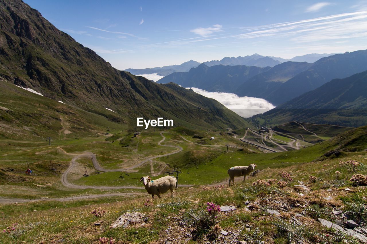 Sheep on meadow by mountains against sky